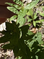 Lysimachia quadrifolia