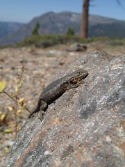 Sceloporus graciosus gracilis