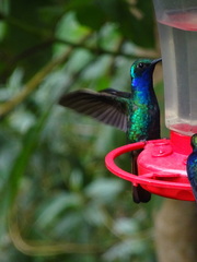 Campylopterus falcatus