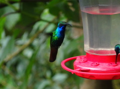 Campylopterus falcatus