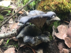 Omphalotus mexicanus