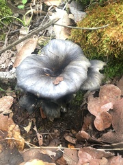Omphalotus mexicanus