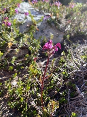 Pedicularis ornithorhynchos