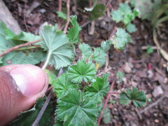 Alchemilla orbiculata