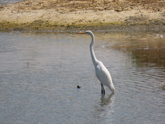 Ardea alba