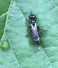 Crossocerus