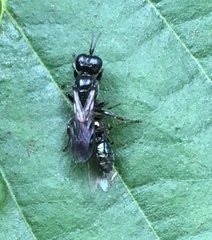 Crossocerus