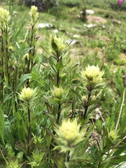 Castilleja parviflora albida
