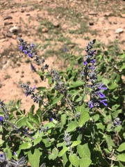 Salvia melissodora