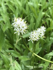 Triantha occidentalis