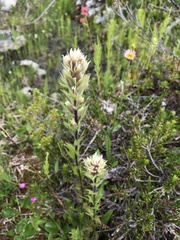 Castilleja parviflora albida