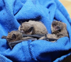 Pipistrellus
