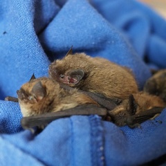 Pipistrellus