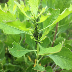 Crematogaster lineolata