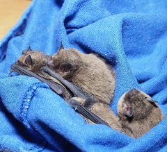 Pipistrellus