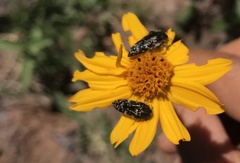 Acmaeodera mudgei