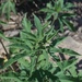 Texas Giant Ragweed - Photo (c) Aidan Campos, some rights reserved (CC BY-NC), uploaded by Aidan Campos