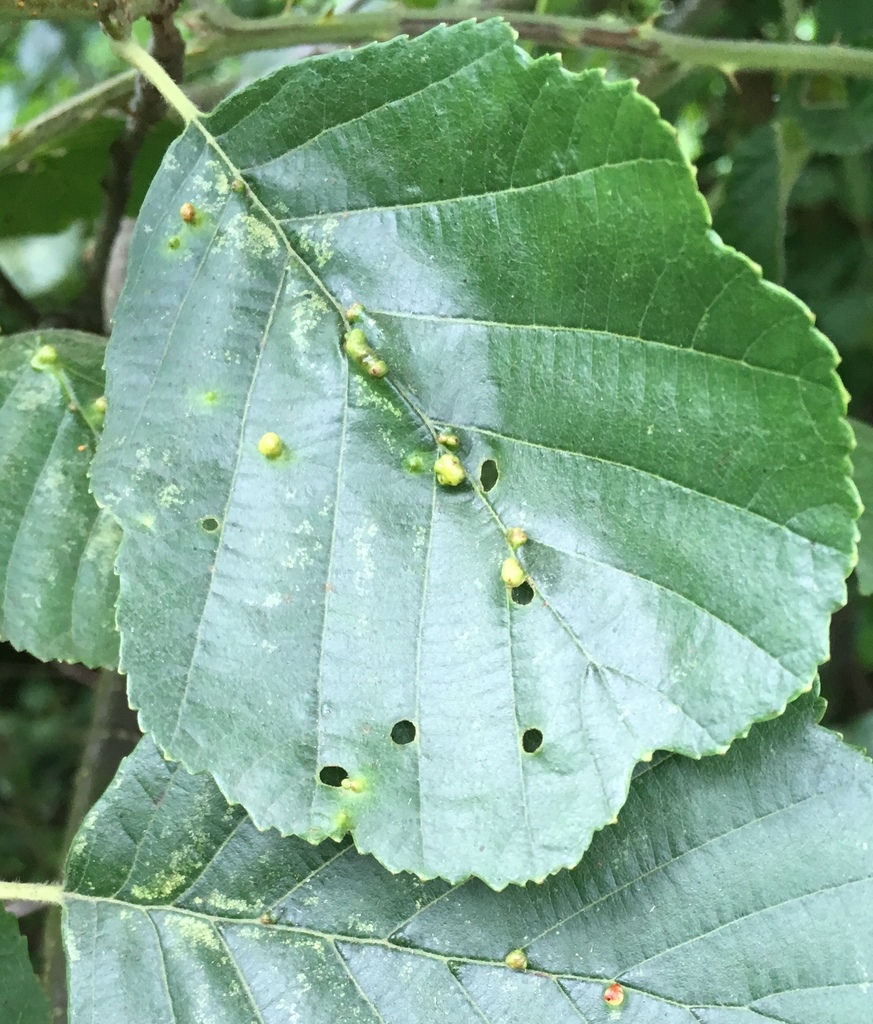 alder vein angle gall