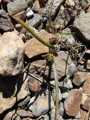 Triteleia ixioides anilina