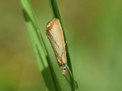 Agriphila straminella