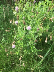 Centaurea stoebe australis