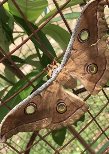 Tasar Silk Moth