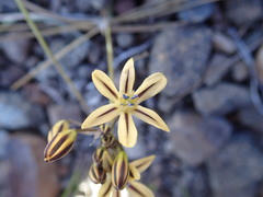 Triteleia ixioides anilina