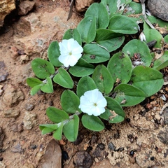 Evolvulus prostratus