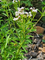 Stevia plummerae