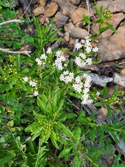Stevia plummerae