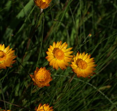 Xerochrysum subundulatum
