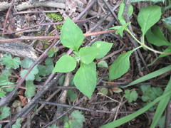 Magnoliopsida