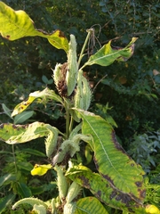 Asclepias syriaca