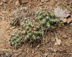 Coryphantha delicata