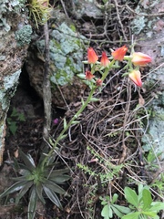 Echeveria bifida