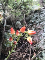 Echeveria bifida