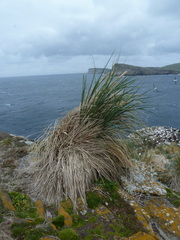 Poa flabellata
