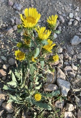 Grindelia subalpina