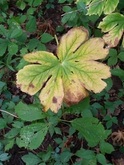 Podophyllum peltatum