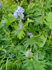 Aconitum maximum