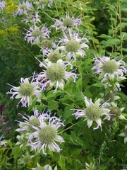 Monarda fistulosa