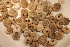 Oreohelix hemphilli