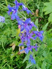 Delphinium brachycentrum
