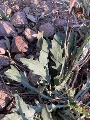 Grindelia subalpina