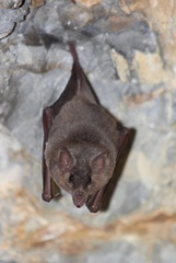 Platalina genovensium