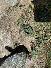 Scutellaria alpina