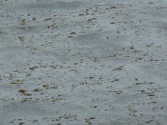 Macrocystis pyrifera