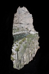 Platalina genovensium