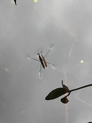 Limnoporus notabilis