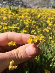 Ivesia lycopodioides scandularis